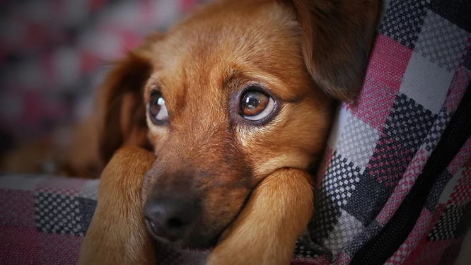 ペット（犬）の涙やけとは?なりやすい犬種や原因、予防法について
