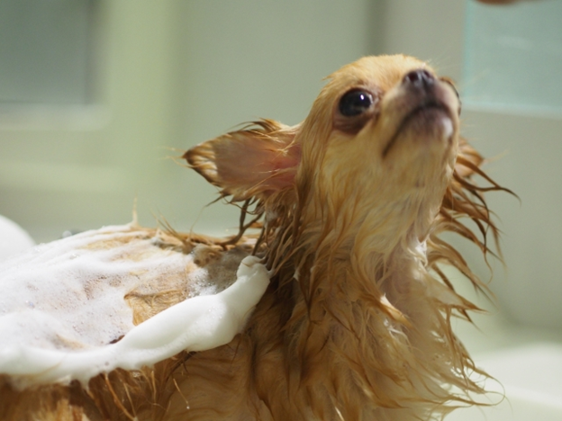 小型犬の洗い方。自宅でシャンプーするときのコツと注意点をご紹介